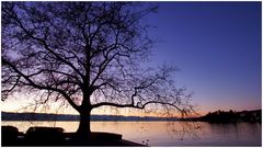 der Baum am See