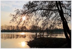 Der Baum am See