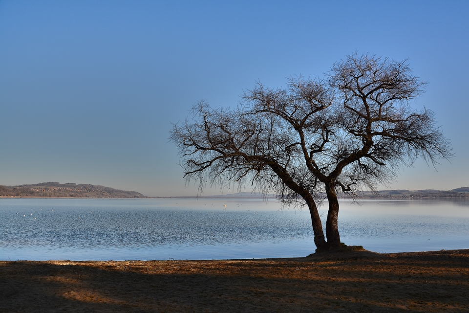 Der Baum am See