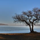 Der Baum am See