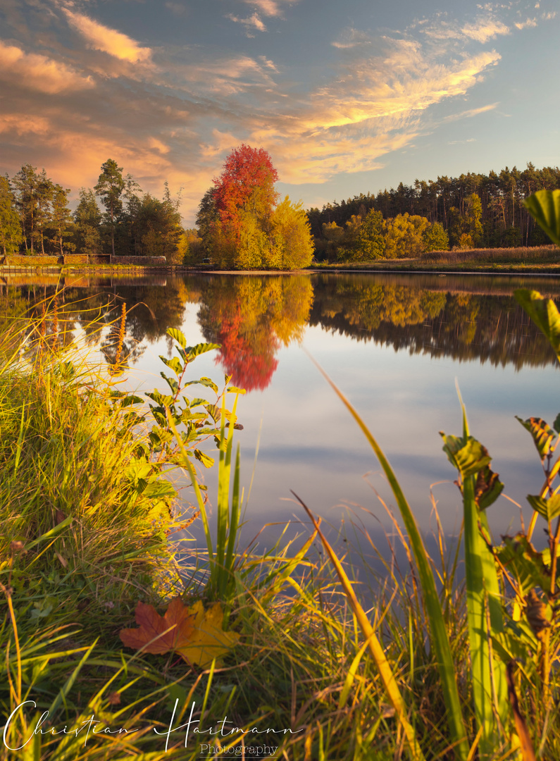 Der Baum am See