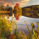 Der Baum am See