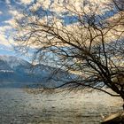 Der Baum am See