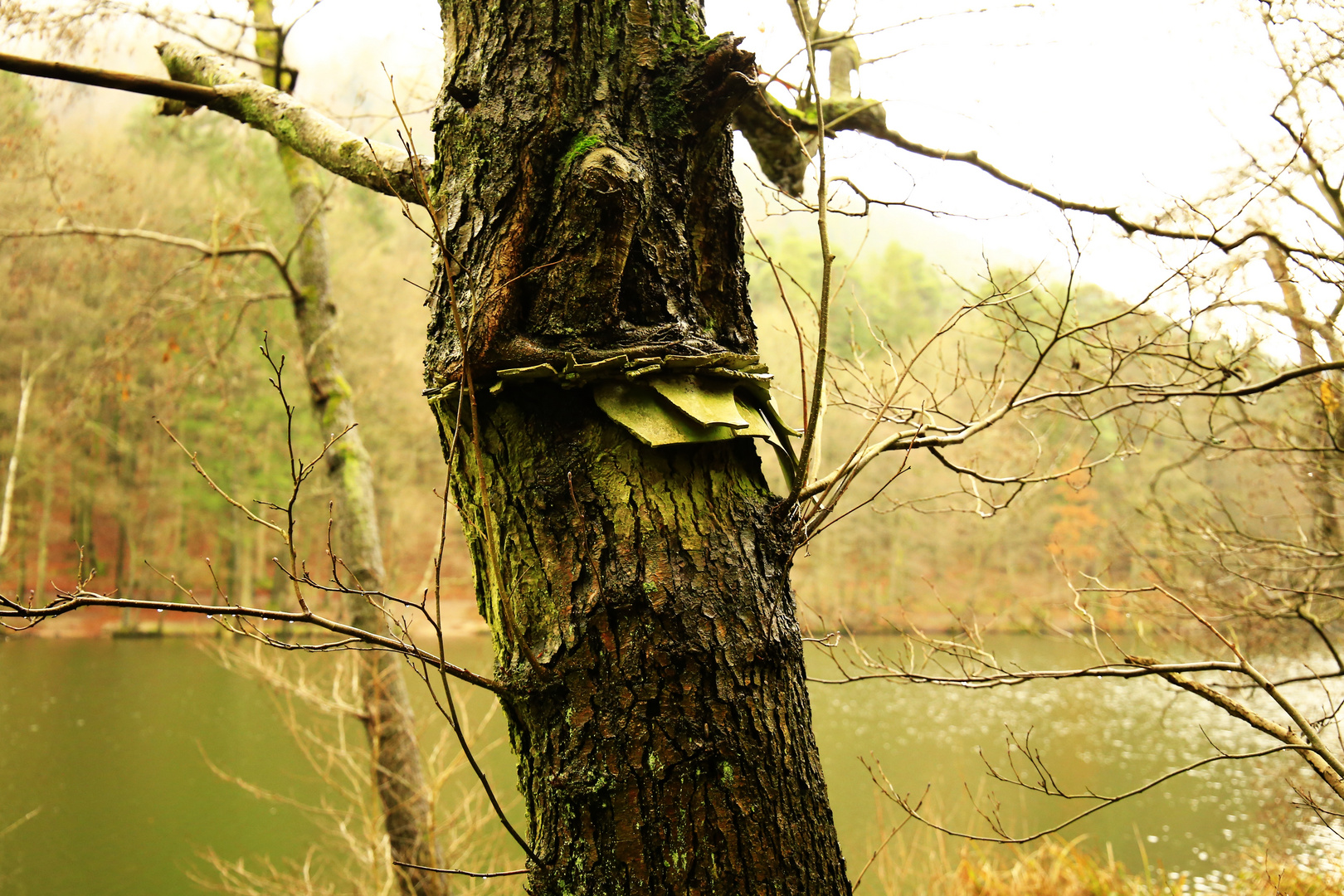 Der Baum am Seehof- 7.1.16