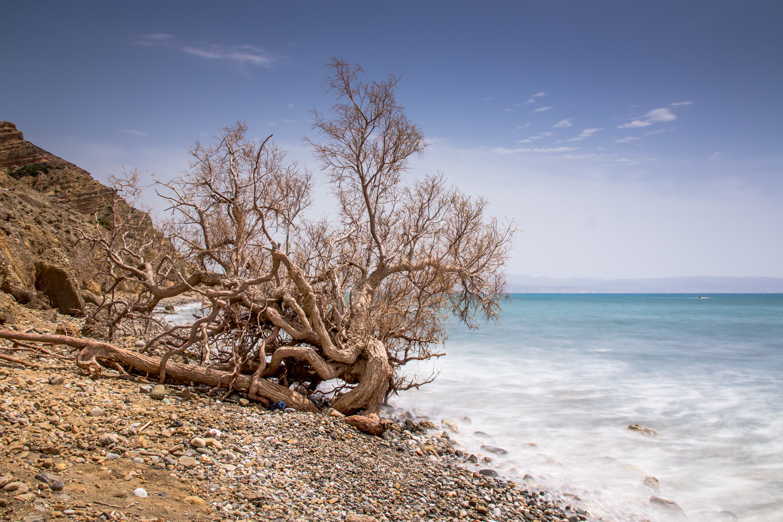 Der Baum am Srand