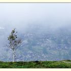 der Baum am St. Gotthard