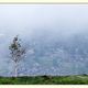 der Baum am St. Gotthard