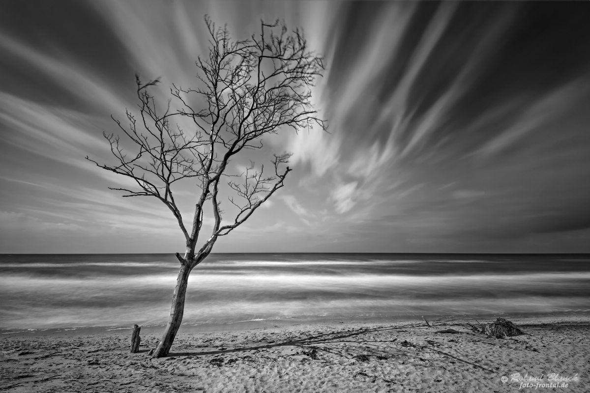 Der Baum am Strand