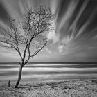 Der Baum am Strand