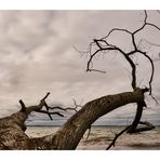 Der Baum am Strand 