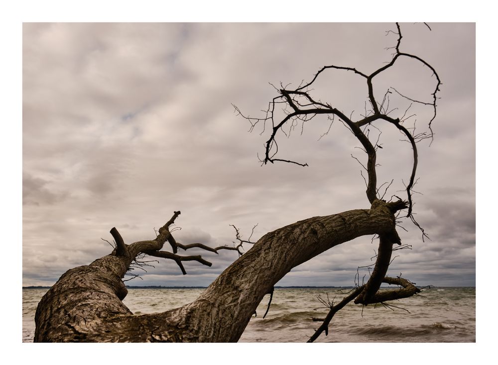 Der Baum am Strand 