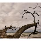 Der Baum am Strand 