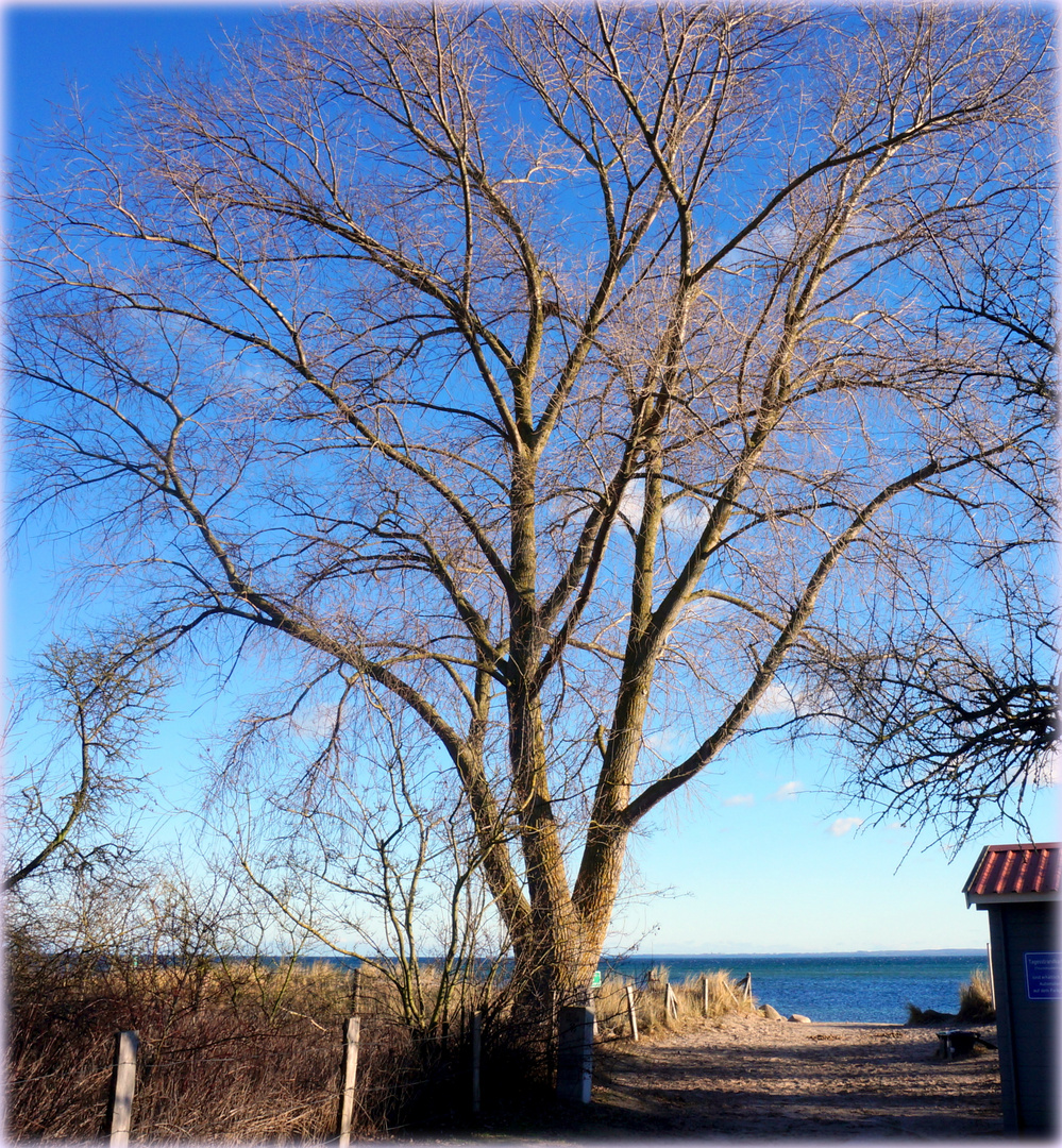 Der Baum am Strand