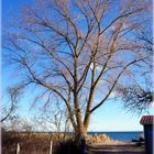 Der Baum am Strand