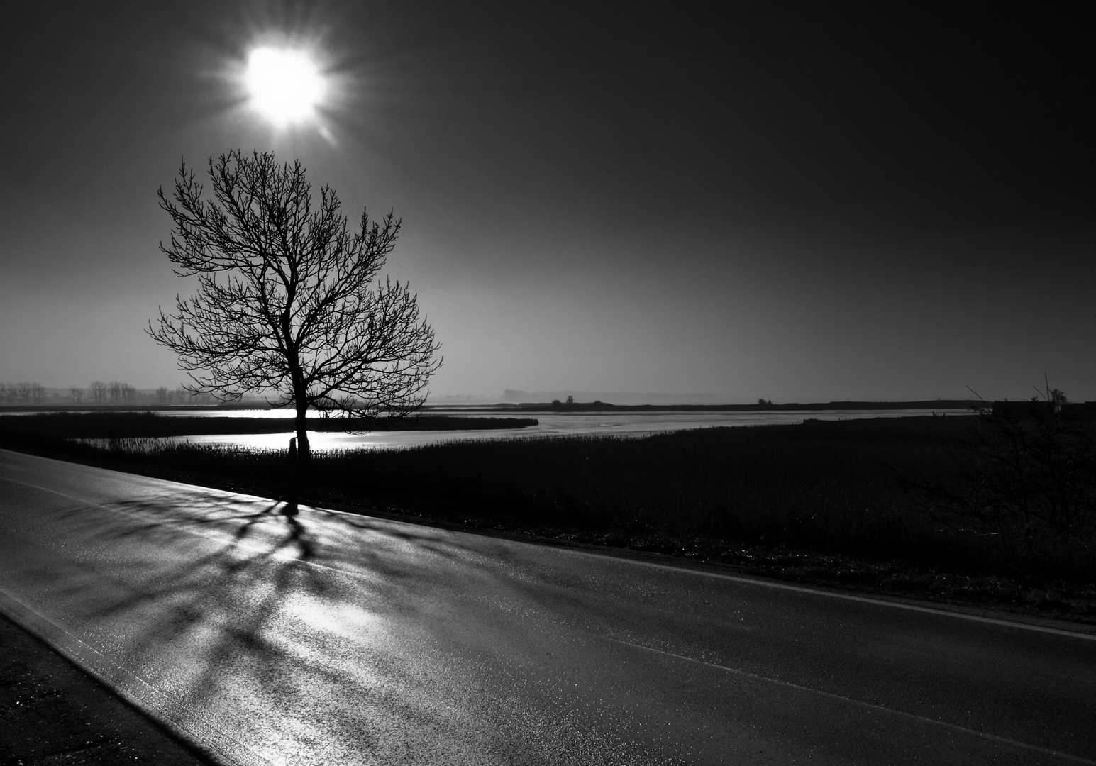 der baum am strassenrand ...