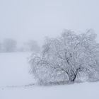 Der Baum am Sumpfteich 