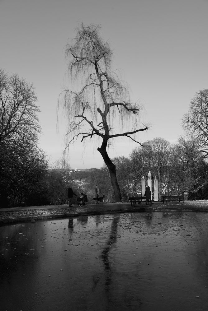 der Baum am Teich