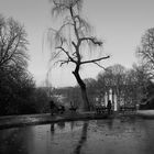 der Baum am Teich