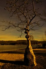 der Baum am Ticino Fluss