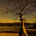 der Baum am Ticino Fluss