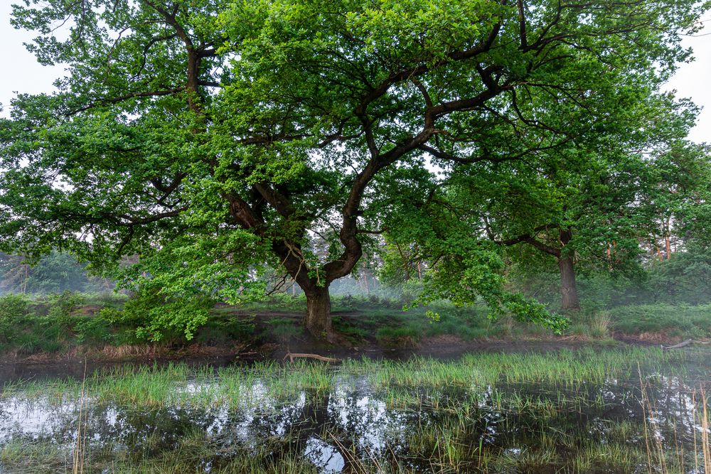 Der Baum am Tümpel...