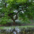 Der Baum am Tümpel...