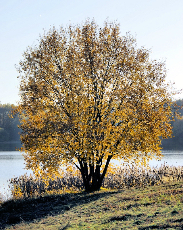 Der Baum am Ufer