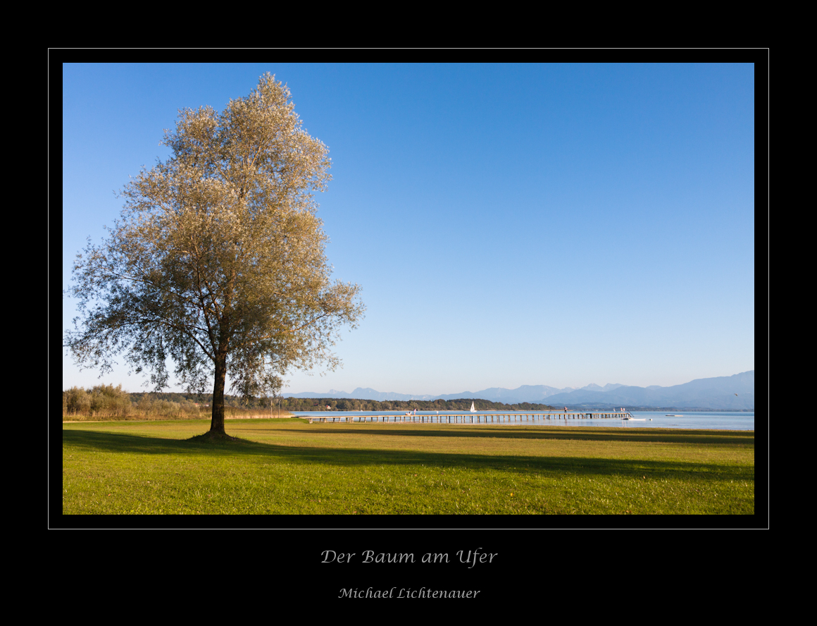 Der Baum am Ufer