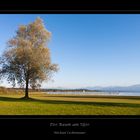 Der Baum am Ufer