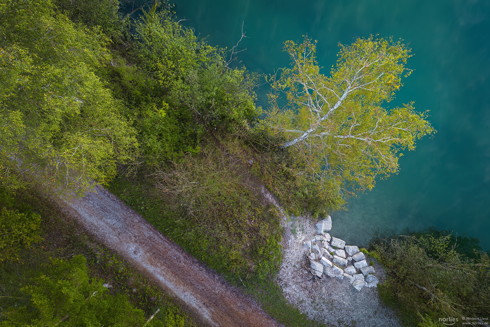 Der Baum am Ufer