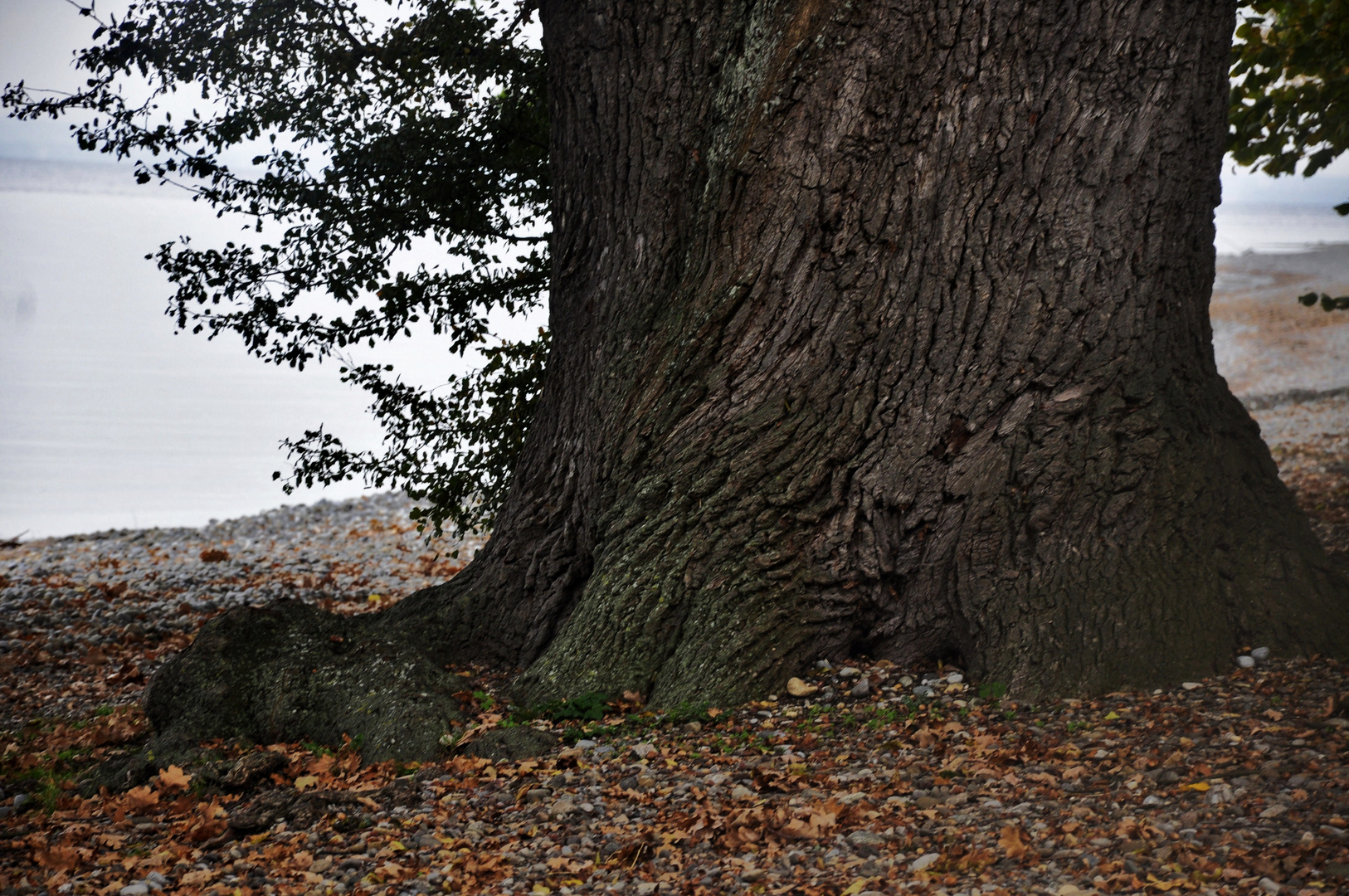 ....der Baum am Ufer....