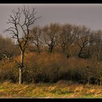 Der Baum am Ufer