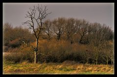 Der Baum am Ufer