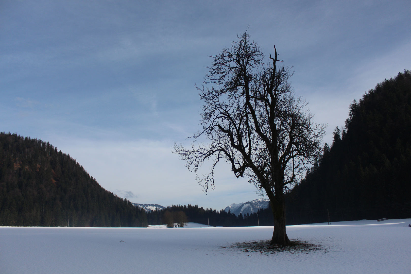 Der Baum am Vormittag