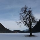 Der Baum am Vormittag