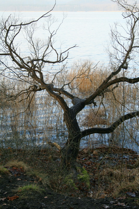 Der Baum am Wasser