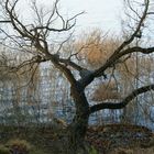 Der Baum am Wasser