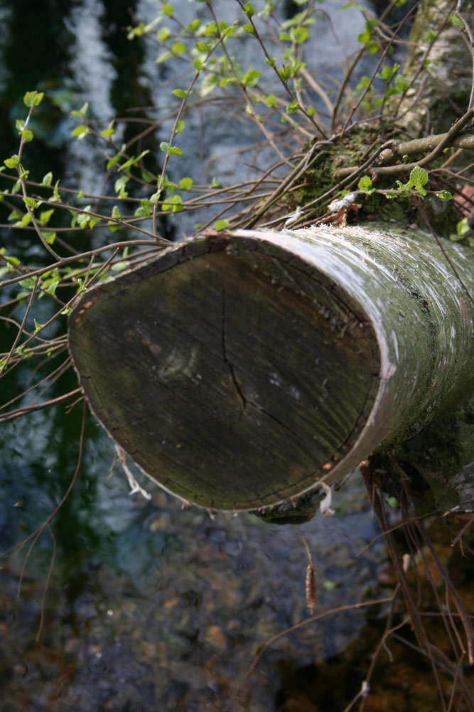 Der Baum am Wasser