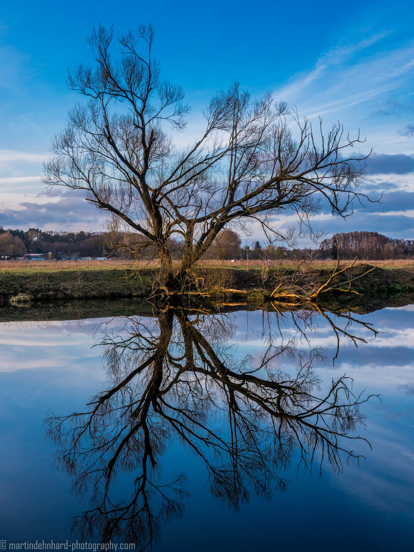 Der Baum am Wasser