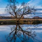 Der Baum am Wasser