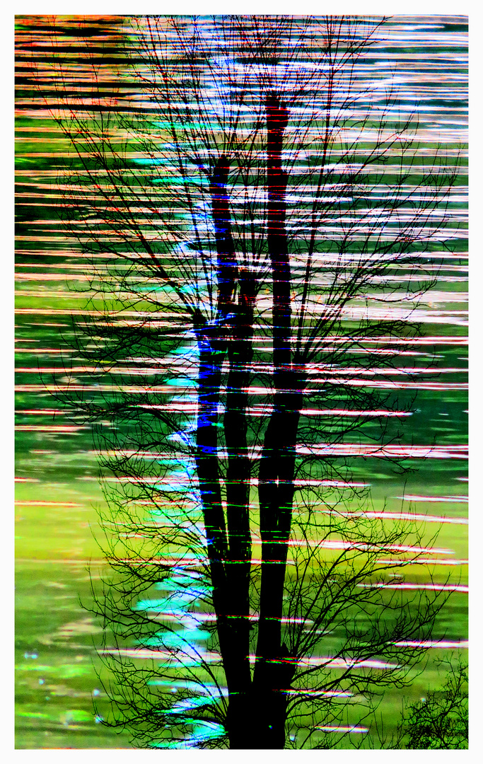 Der Baum am Wasser