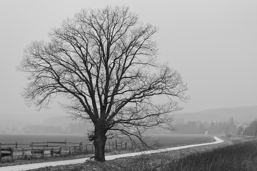 der Baum am Weg