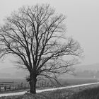 der Baum am Weg