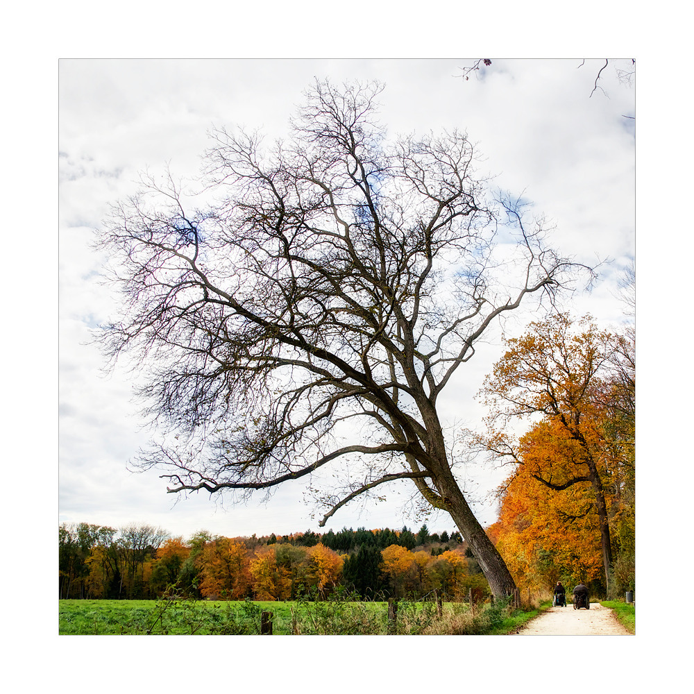 Der Baum am Weg