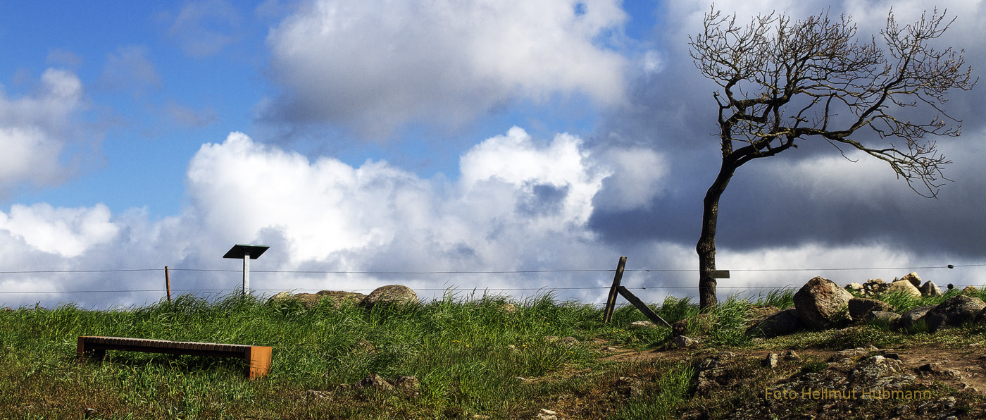 DER BAUM AM WEGE #1