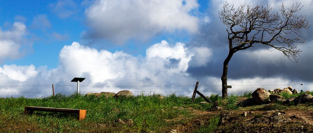 DER BAUM AM WEGE #1