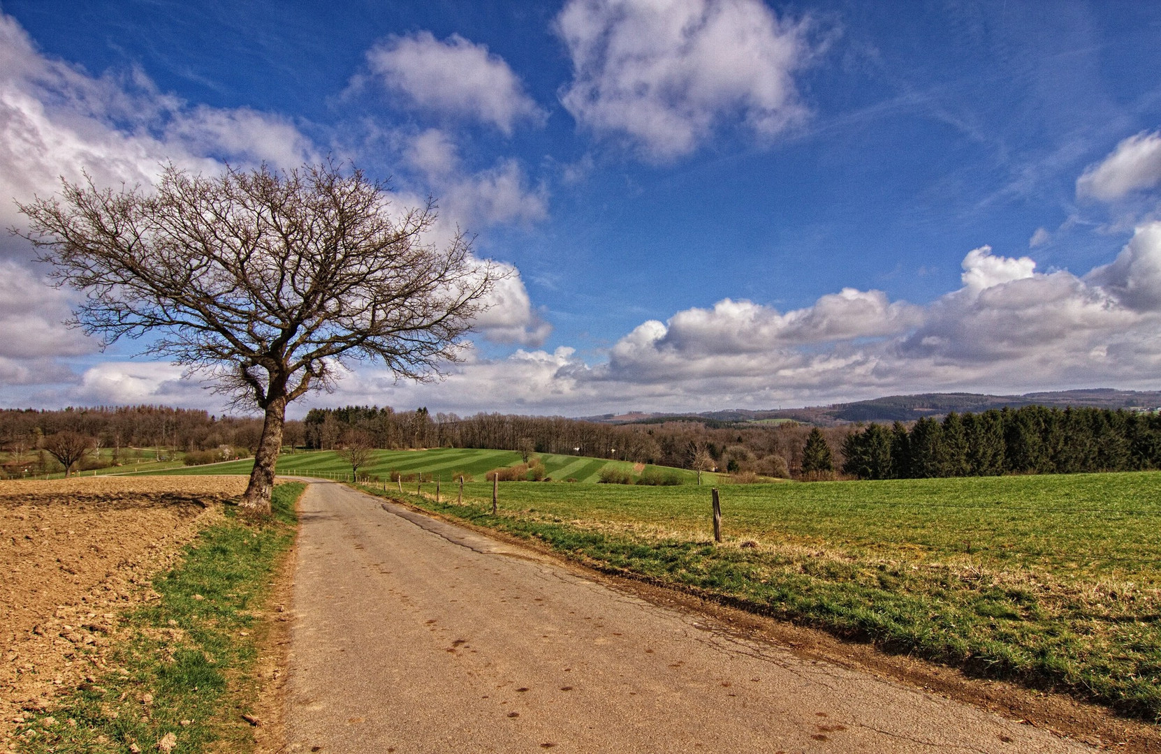 Der Baum am Wegesrand