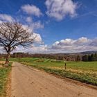 Der Baum am Wegesrand