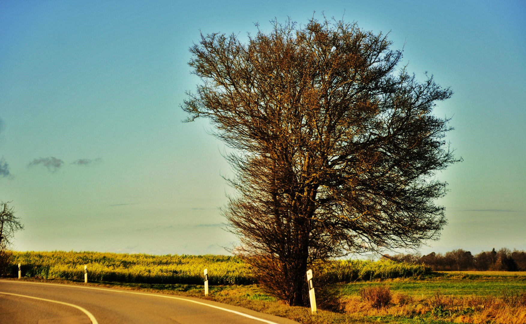 der Baum am Wegrand