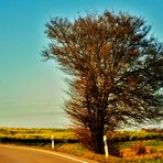 der Baum am Wegrand